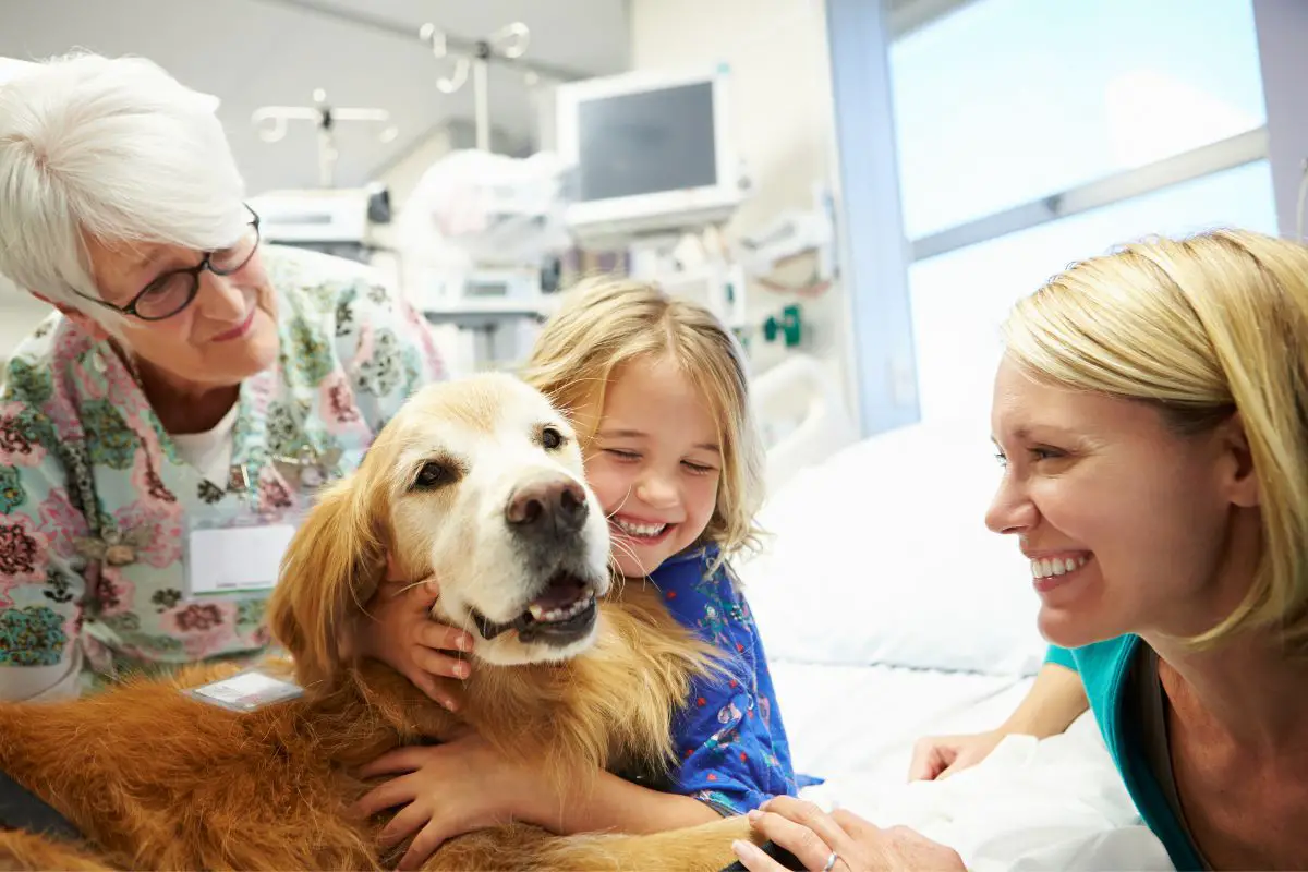 Why Are Therapy Dogs Important?