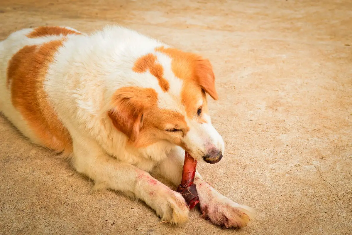 Can dogs eat 2025 raw deer bones