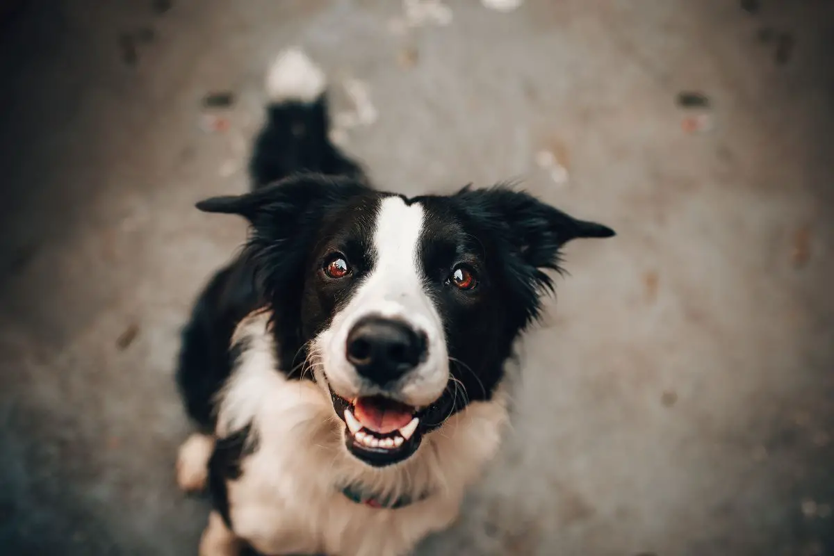 Rice cakes for store dogs