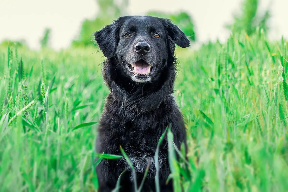 Can dogs clearance have corn chips