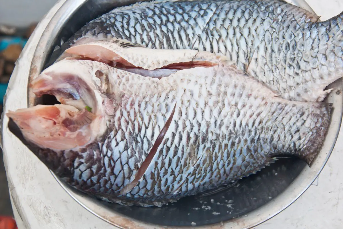 Why are tilapia more susceptible to have fatty liver?