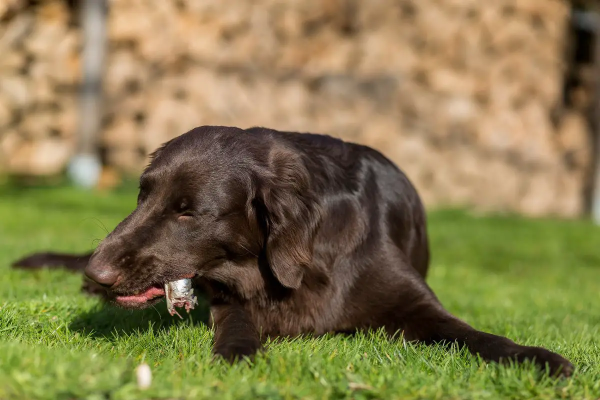 Can Your Dog Eat Tilapia?