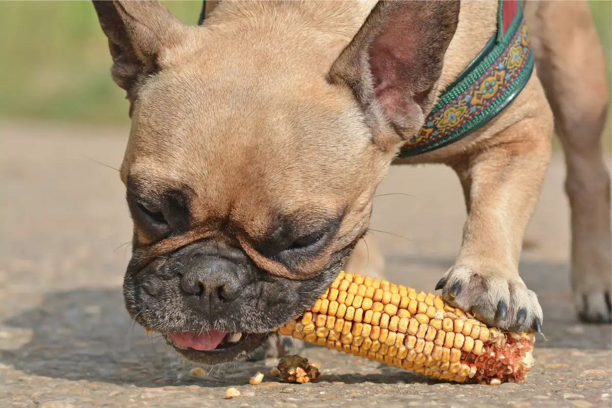 Can Your Dog Eat Veggie Straws?