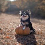 How Much Pumpkin Should A Dog Have For Constipation?