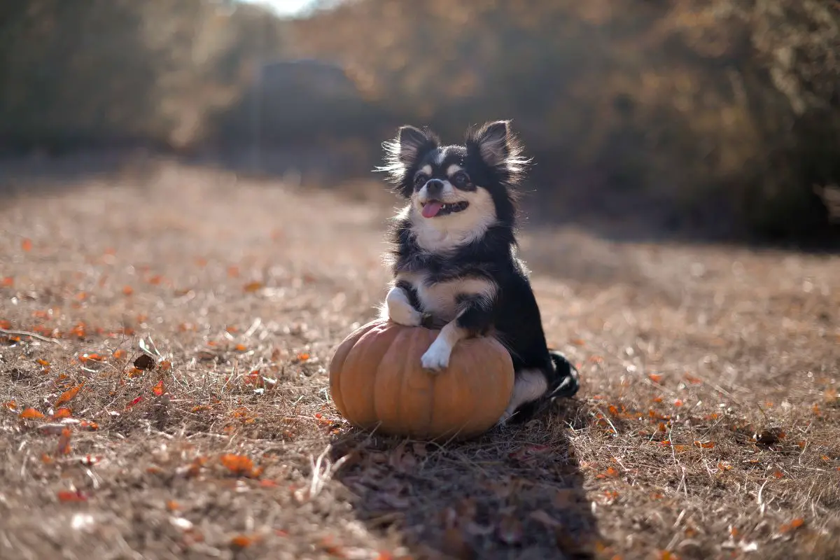 How Much Pumpkin Should A Dog Have For Constipation? 