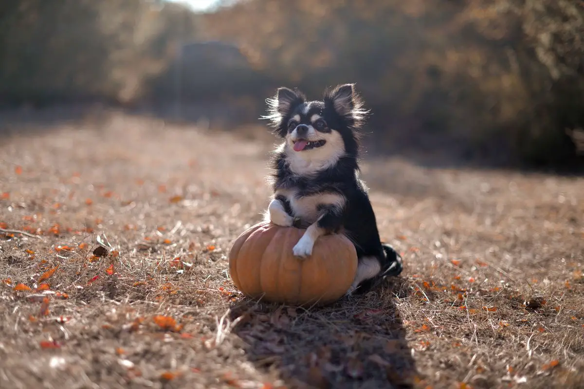 Giving dogs shop pumpkin for constipation