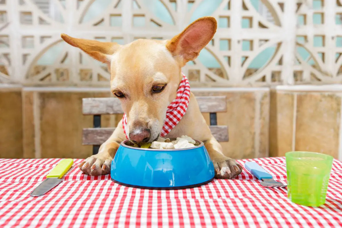 Is It Safe For Dogs To Eat Rice Krispies?