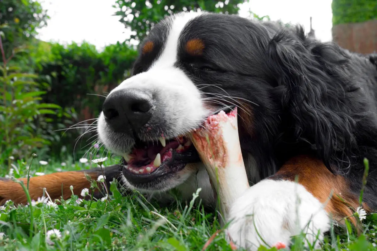 Is It Safe To Give A Dog Marrow Bones?