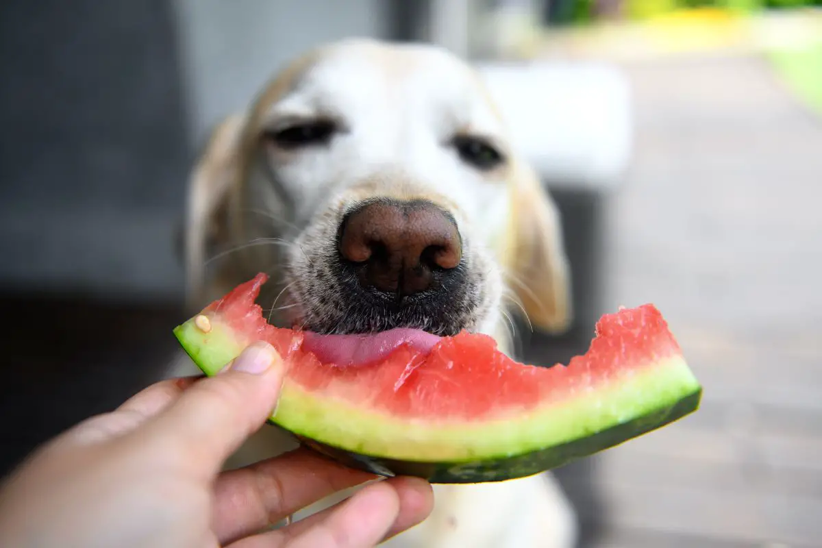 Dogs and shop fruit snacks