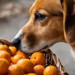 Can-dogs-eat-Mandarins